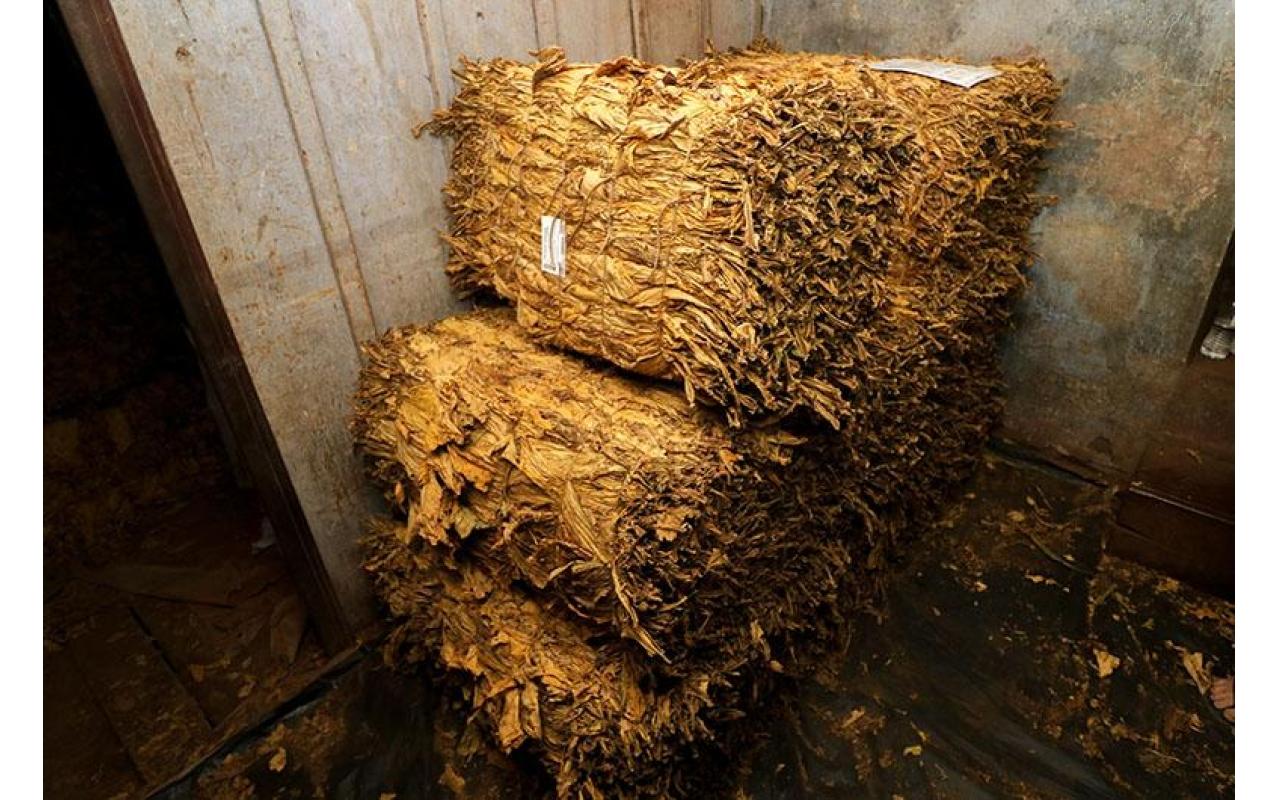 Reuniões sobre preço do tabaco ocorrem nos dias 14 e 15 de janeiro