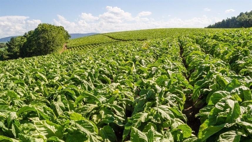 Rodada de negociações do preço do tabaco será nesta semana