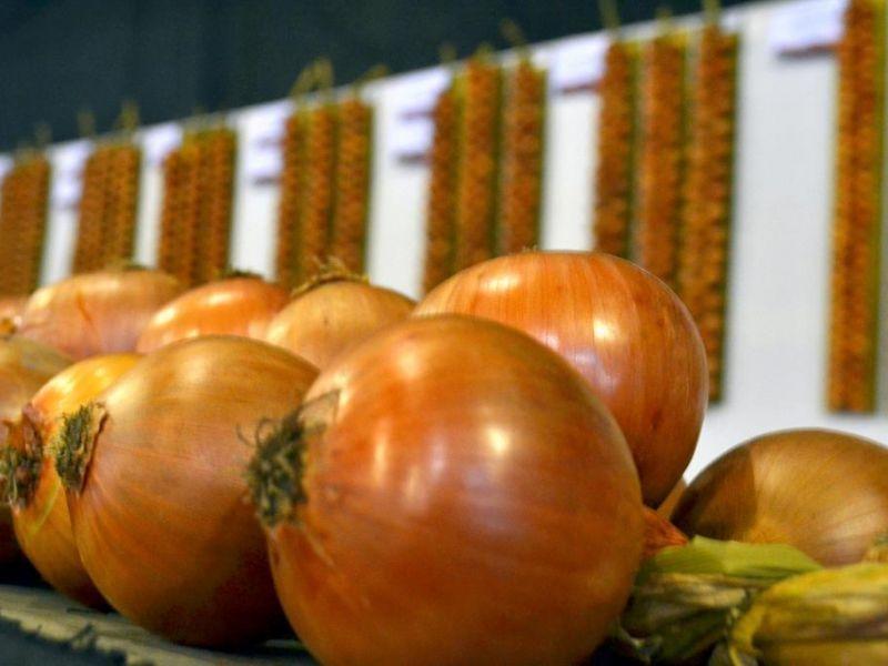 Safra de cebola 2020/2021 teve redução de 25%; fatores climáticos resultaram na diminuição