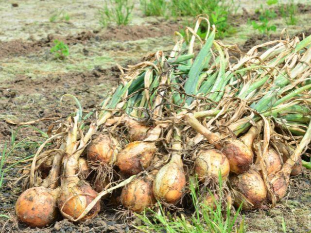 Safra de cebola pode gerar prejuízo de R$ 400 milhões em Santa Catarina
