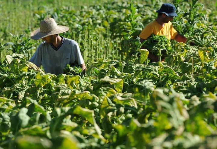 Safra de Fumo encerra com diferença de preços entre os três estados do Sul