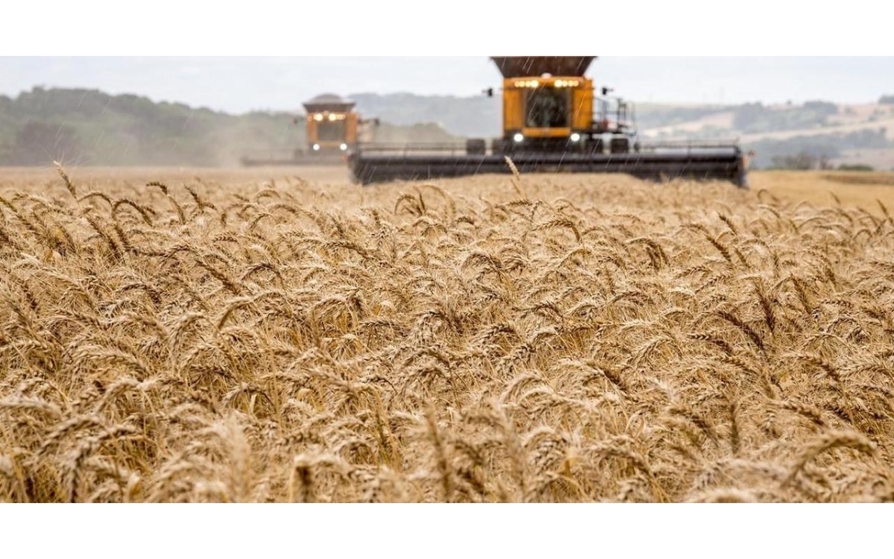 Safra de trigo deve ser quase 20% maior do que a safra passada em Santa Catarina