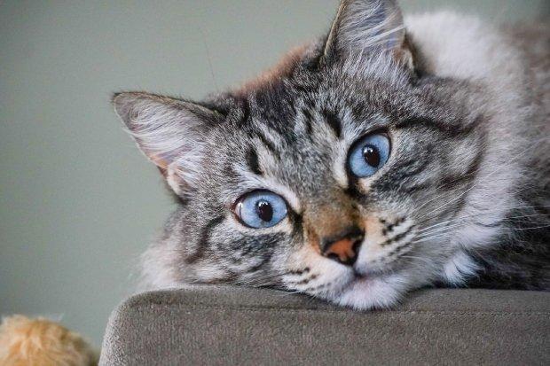 Sancionada lei que prevê controle populacional de animais domésticos em SC 