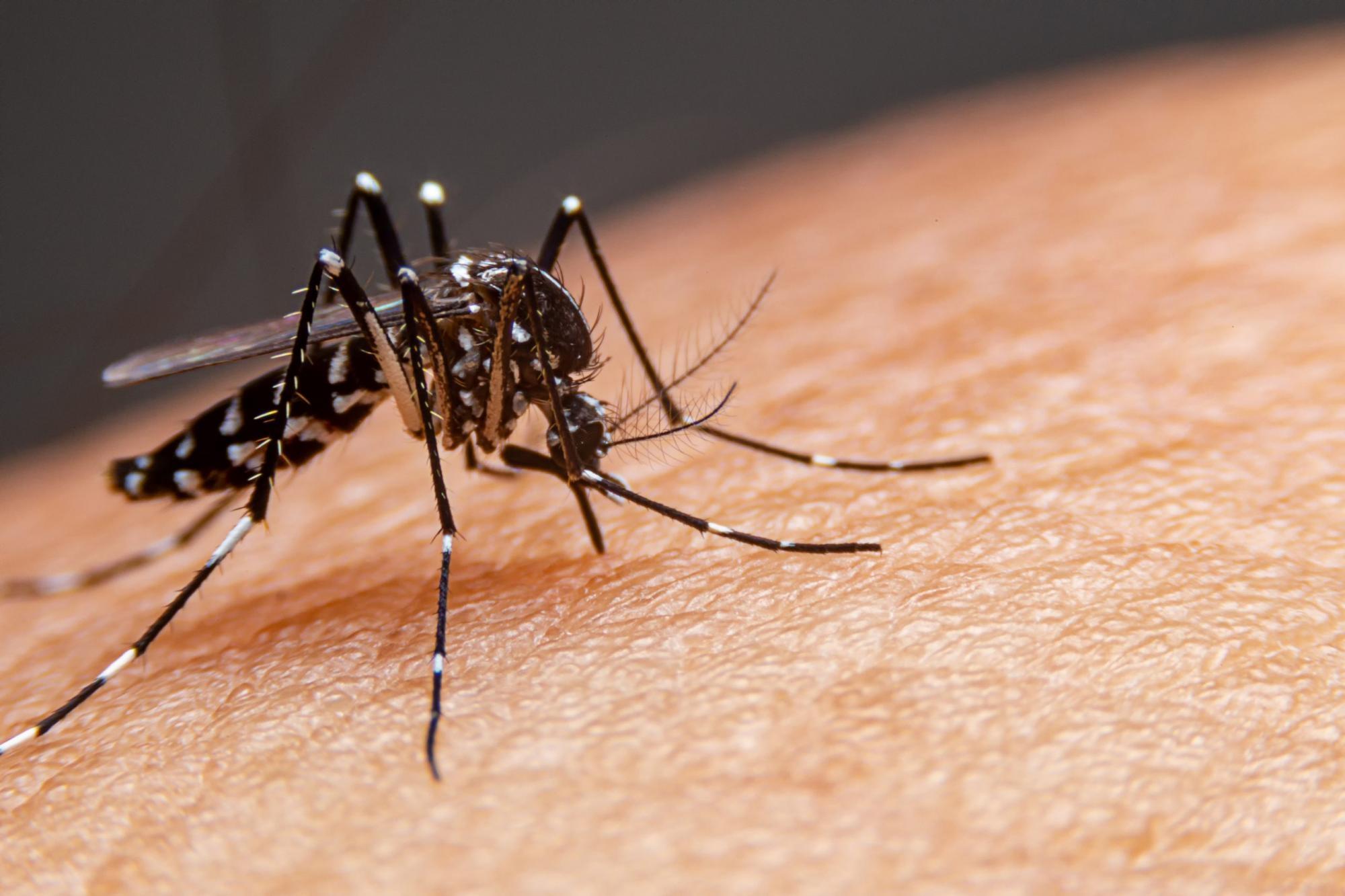 Santa Catarina acende alerta com alta nas notificações de dengue