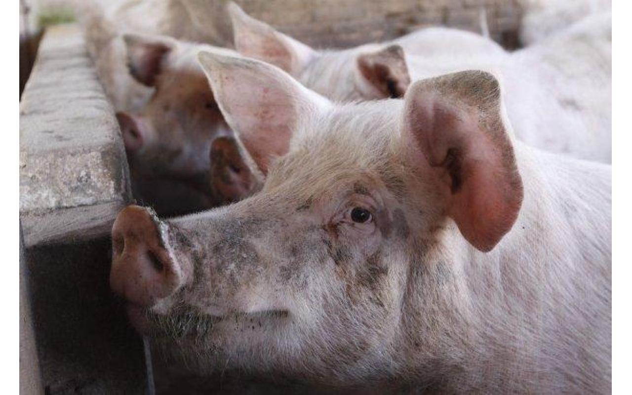 Santa Catarina amplia exportação de carne suína para a China 