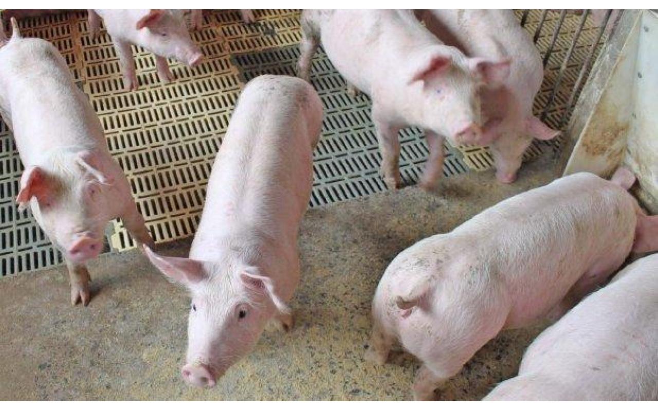 Santa Catarina bate recorde histórico nas exportações de carne suína