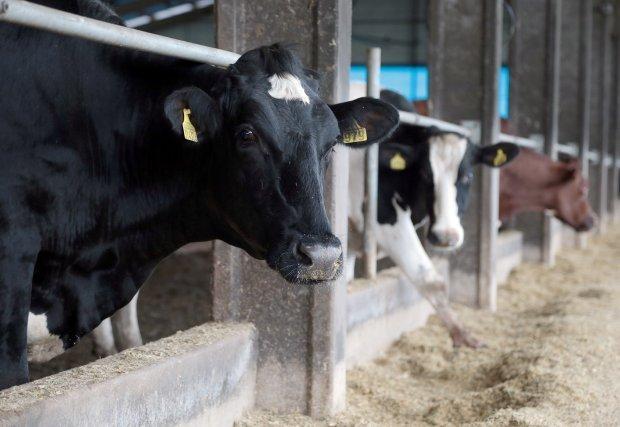 Santa Catarina comemora 13 anos como área livre de febre aftosa sem vacinação