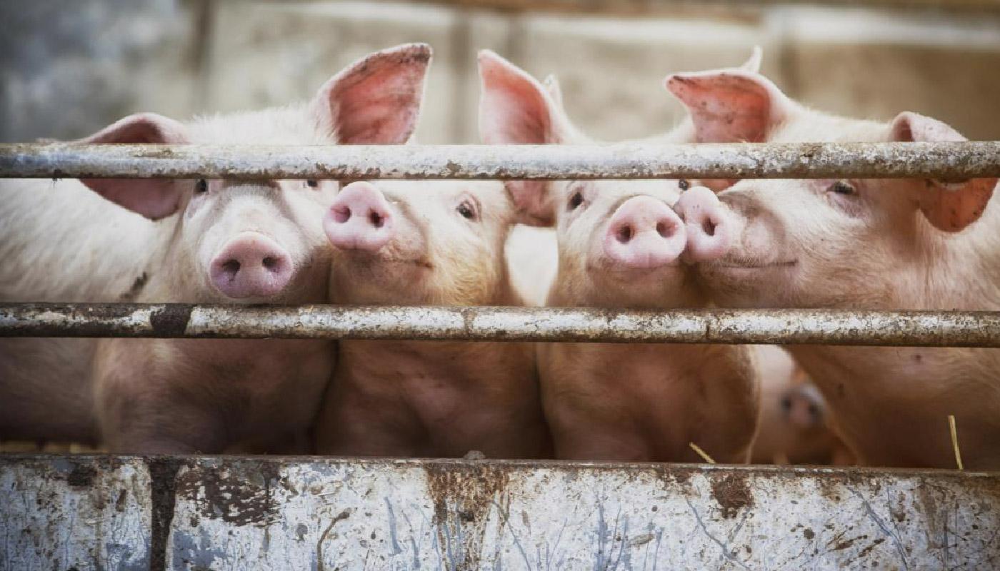 Santa Catarina é considerado o maior produtor e exportador de carne suína nacional; reportagem mostra o dia-a-dia de quem produz suínos;