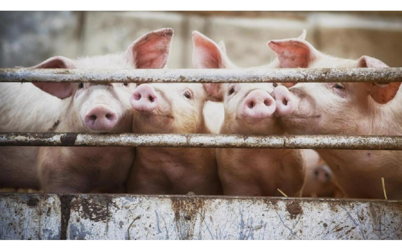Santa Catarina é considerado o maior produtor e exportador de carne suína nacional; reportagem mostra o dia-a-dia de quem produz suínos;