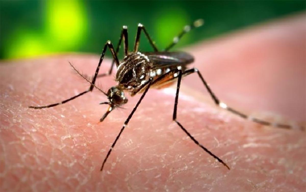 Santa Catarina está em segundo lugar a nível nacional no número de mortes por dengue 