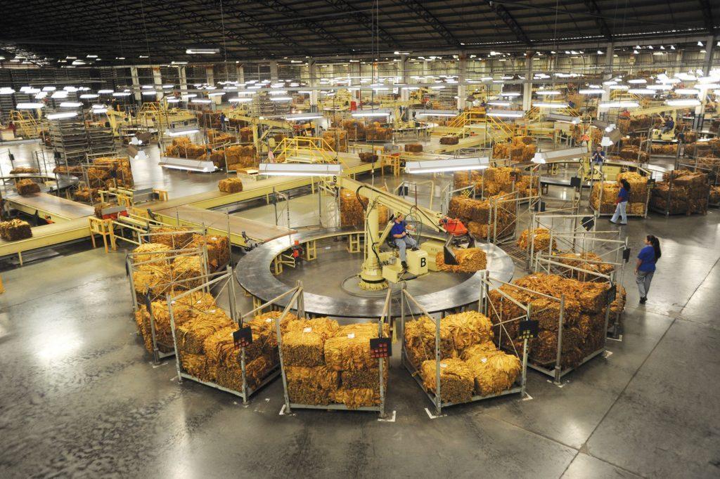 Santa Catarina já comercializou 50% da safra de tabaco 2024/2025