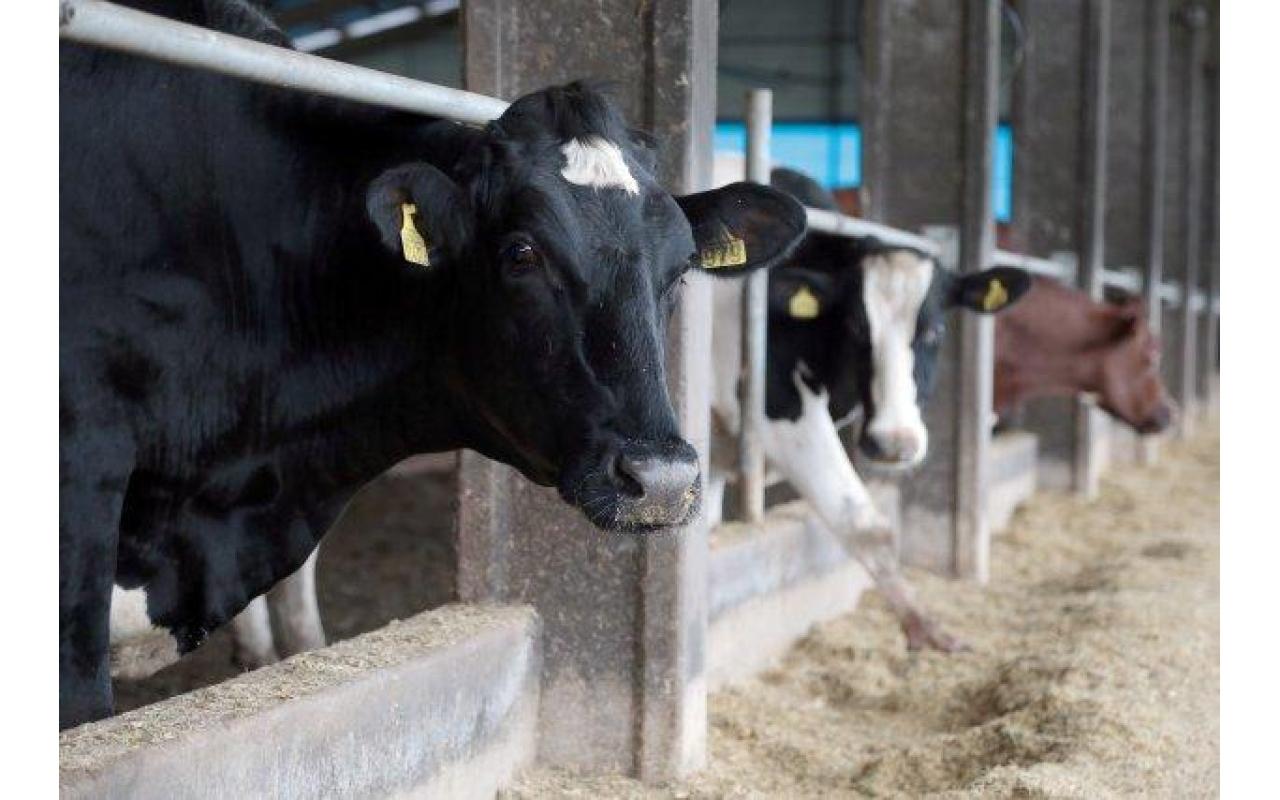 Santa Catarina mantém proibição de entrada de bovinos vindos de outros estados