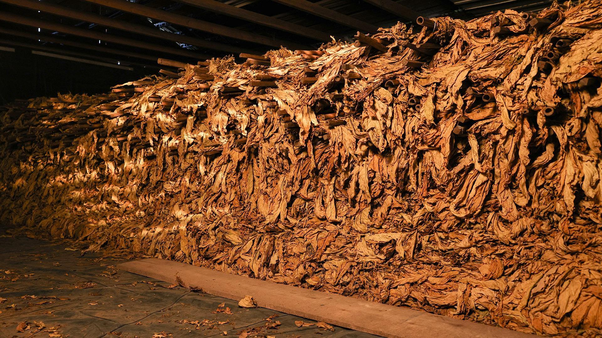Santa Catarina se destaca com aumento de 50% na produção de tabaco e produz mais de 226 mil toneladas na safra 2024/25