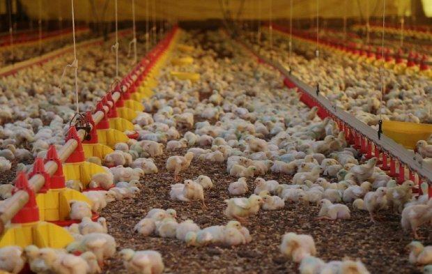 Santa Catarina ultrapassa US$ 1,5 bilhão com exportações de carnes no primeiro semestre 