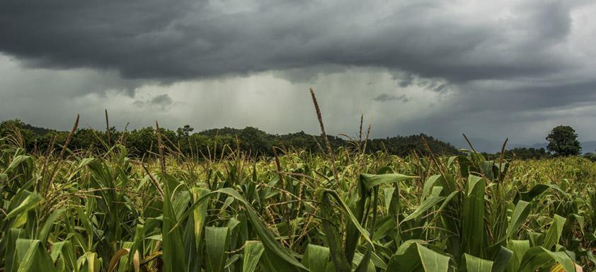 Santa Catarina usa meteorologia para prever ocorrência de doenças nas lavouras