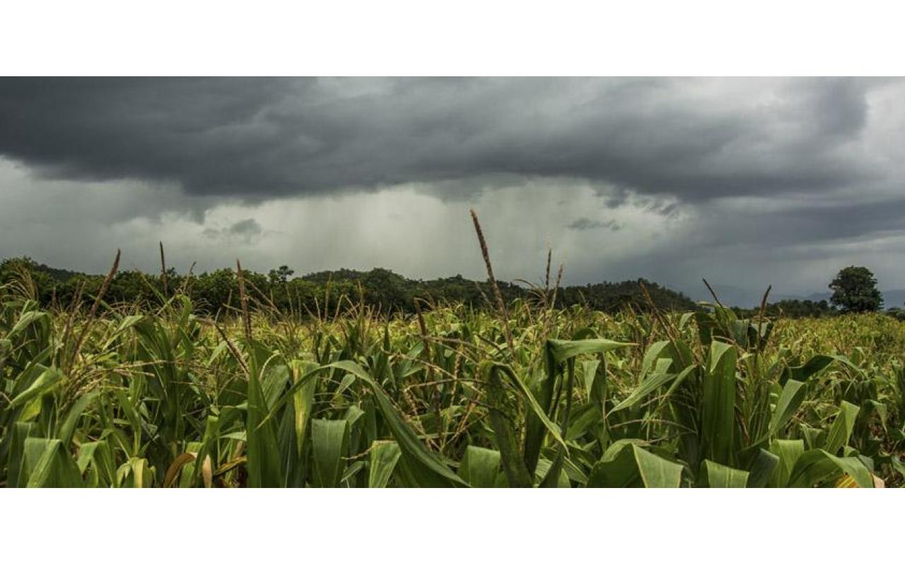 Santa Catarina usa meteorologia para prever ocorrência de doenças nas lavouras