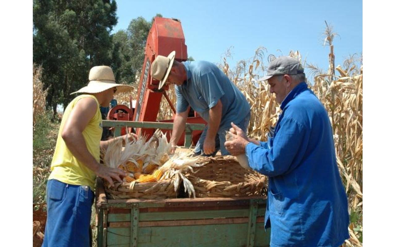 SC pode aumentar produção anual de milho em 2,5 milhões de toneladas sem ampliar área plantada