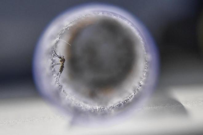 SC soma 51 casos de dengue neste ano 