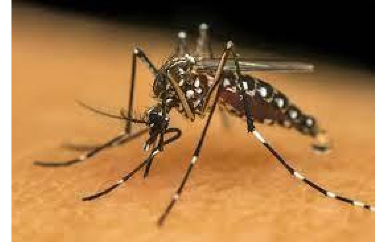 SC tem 59 municípios em epidemia e registra 41 mortes por dengue