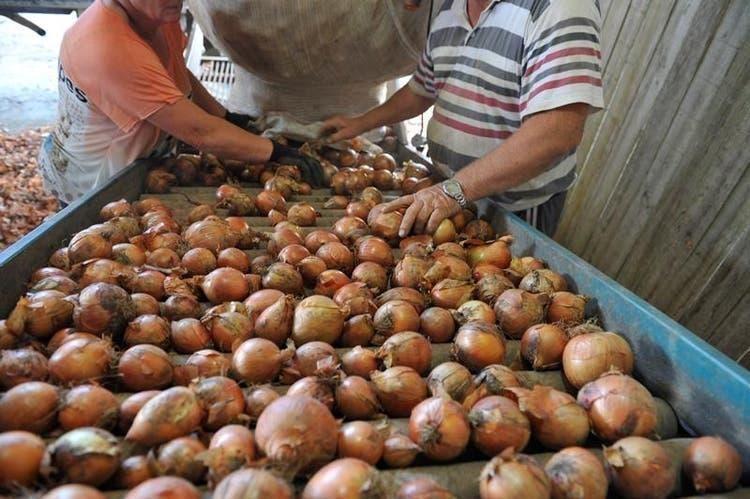 Seca preocupa produtores de cebola de SC e deve comprometer a safra