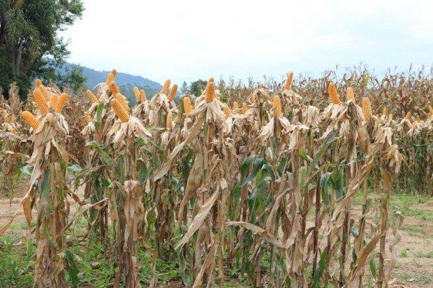 Secretaria da Agricultura inicia distribuição de 200 mil sacas de sementes de milho do Programa Terra Boa