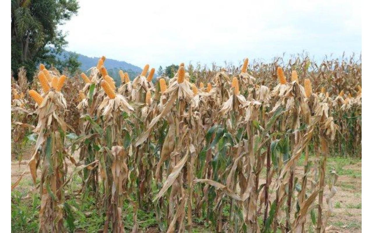 Secretaria da Agricultura inicia distribuição de 200 mil sacas de sementes de milho do Programa Terra Boa