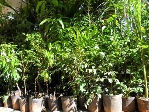 Secretaria de Agricultura de Alfredo Wagner promove a 2ª campanha de mudas frutíferas, nativas e ornamentais