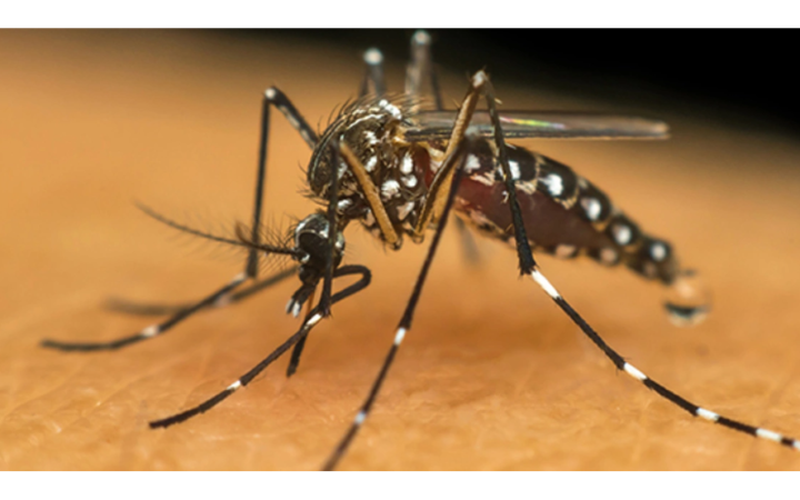 Seis focos do mosquito Aedes Aegypti foram identificados no ano de 2023 em Ituporanga
