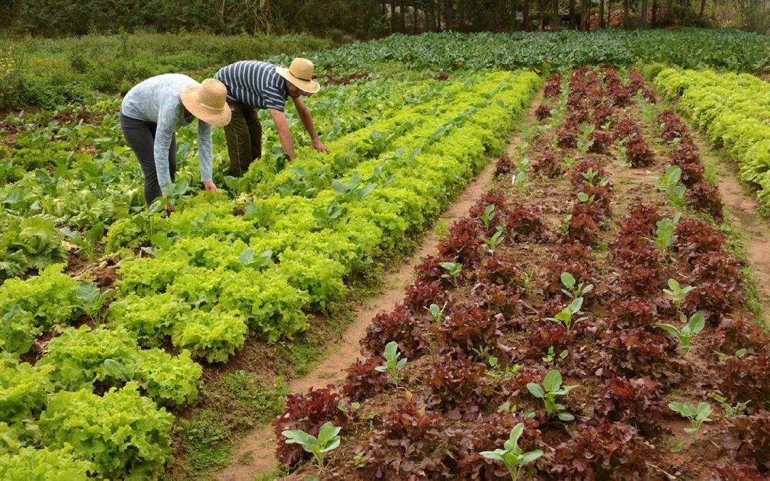 Semana do Alimento Orgânico no Alto Vale vai ter seminário no dia 21 de maio em Rio do Sul