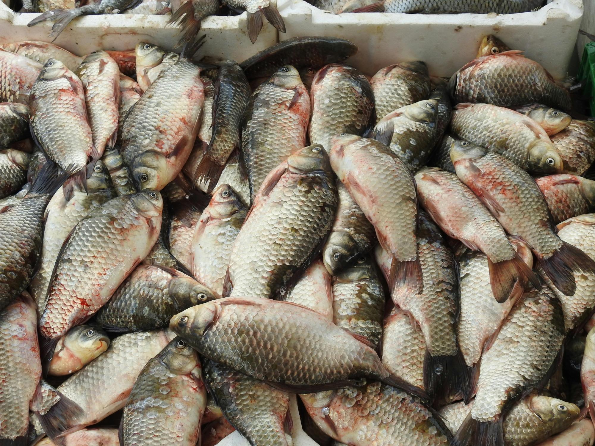 Semana Santa: Cidasc orienta população sobre compra de pescado frio 