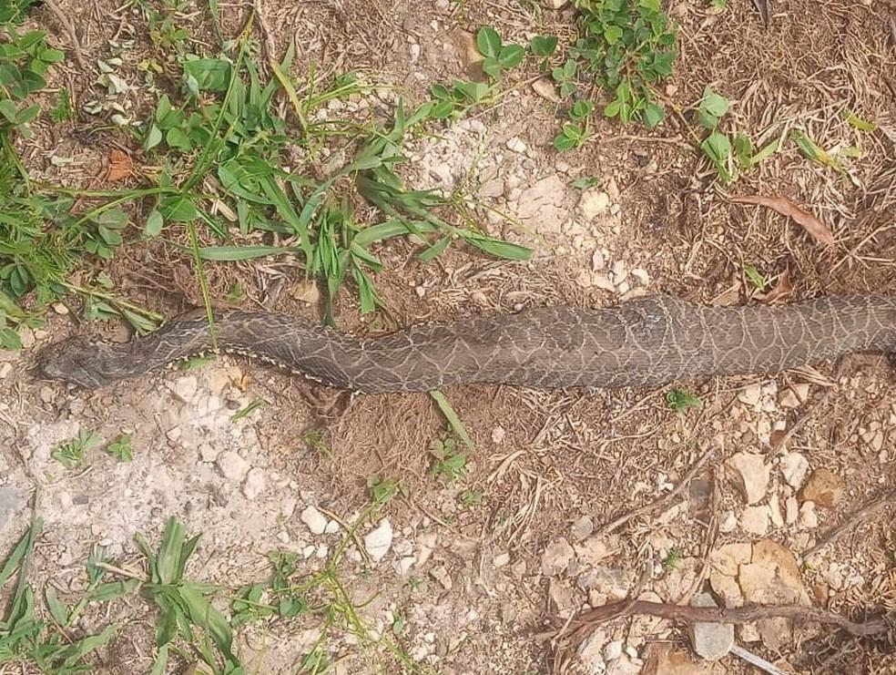 Serpente venenosa mata vaca de 600 quilos na Serra catarinense 