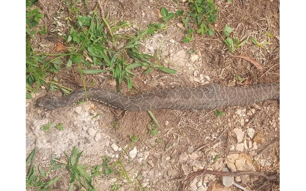 Serpente venenosa mata vaca de 600 quilos na Serra catarinense 