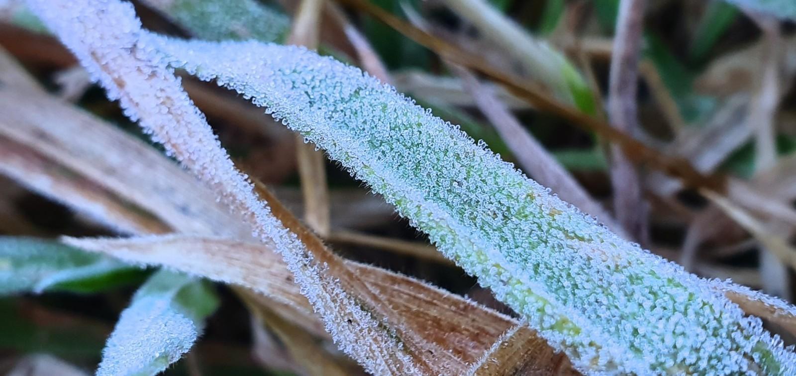 Serra catarinense registra geada e paisagens de inverno em pleno mês de dezembro