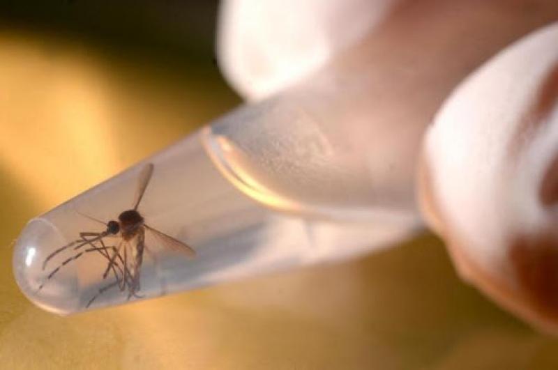 Focos do mosquito Aedes Aegypti são encontrados em Ituporanga