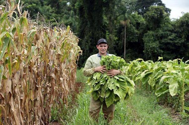 Sindicato da Indústria do Tabaco lança programa para diversificação das propriedades rurais