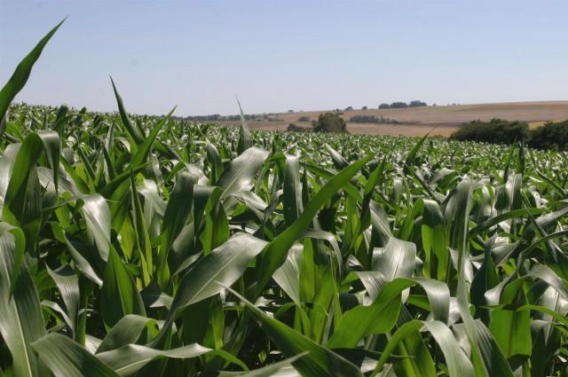 Sinditabaco sugere plantio de milho e feijão pós-colheita do fumo