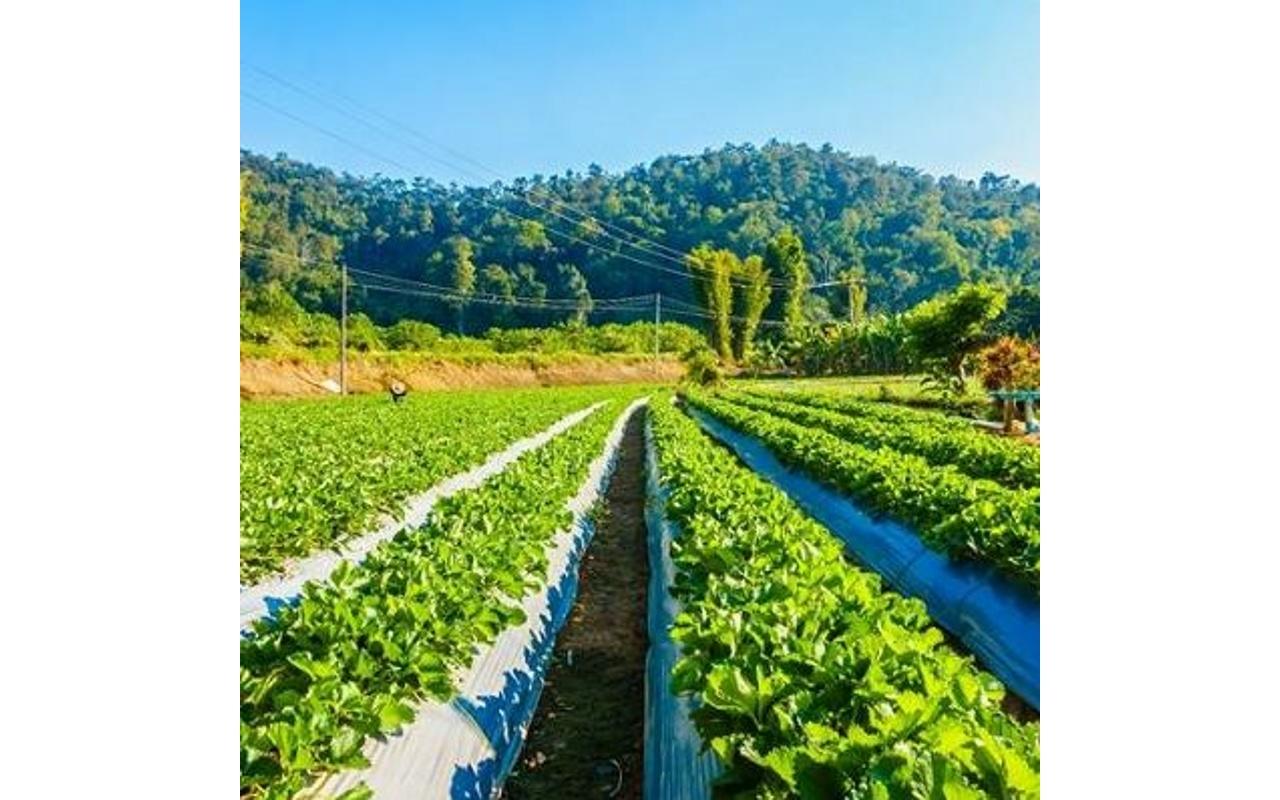 Síntese Anual da Agricultura de Santa Catarina - Epagri/Cepa