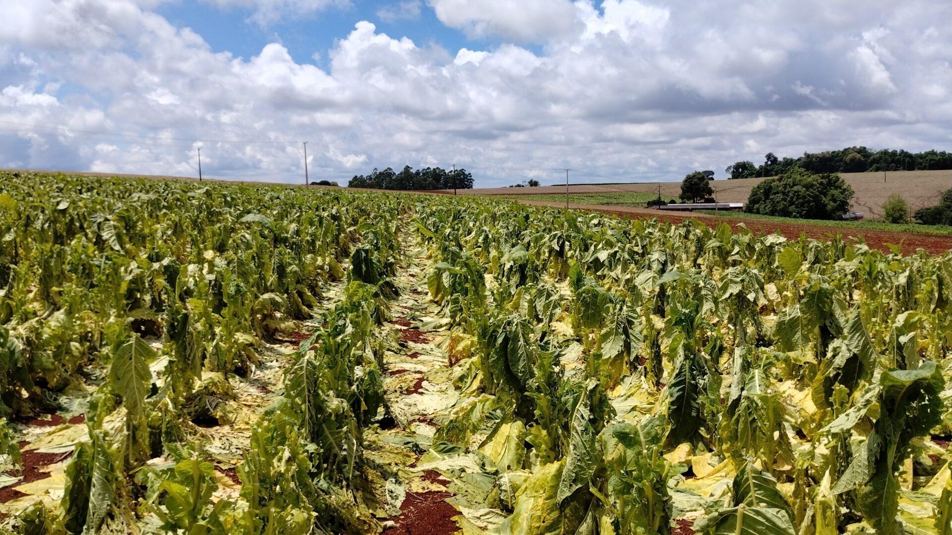 Sistema mutualista já pagou R$ 88 milhões em indenizações a produtores de tabaco