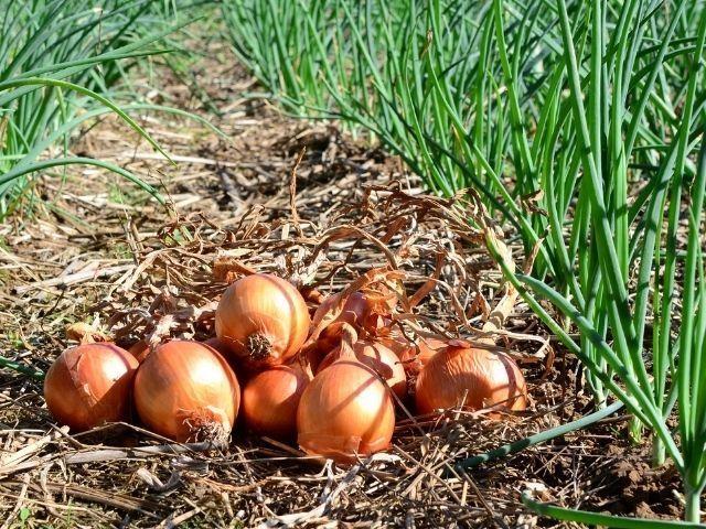 Software da Epagri ajuda produtores e técnicos a definir adubação da cebola 