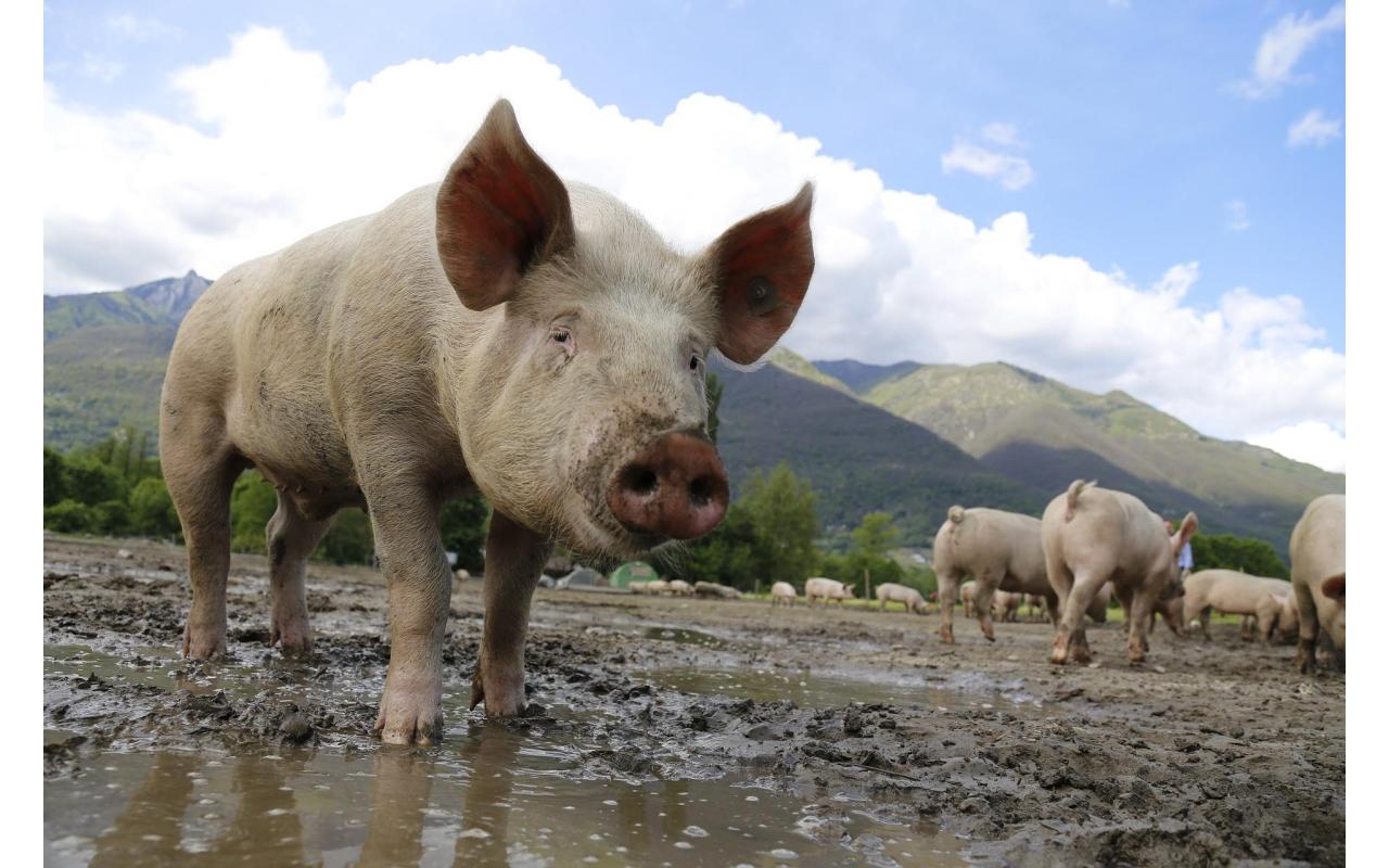 Surgimento de peste suína nas Américas acende alerta para alimentação de animais de maneira irregular