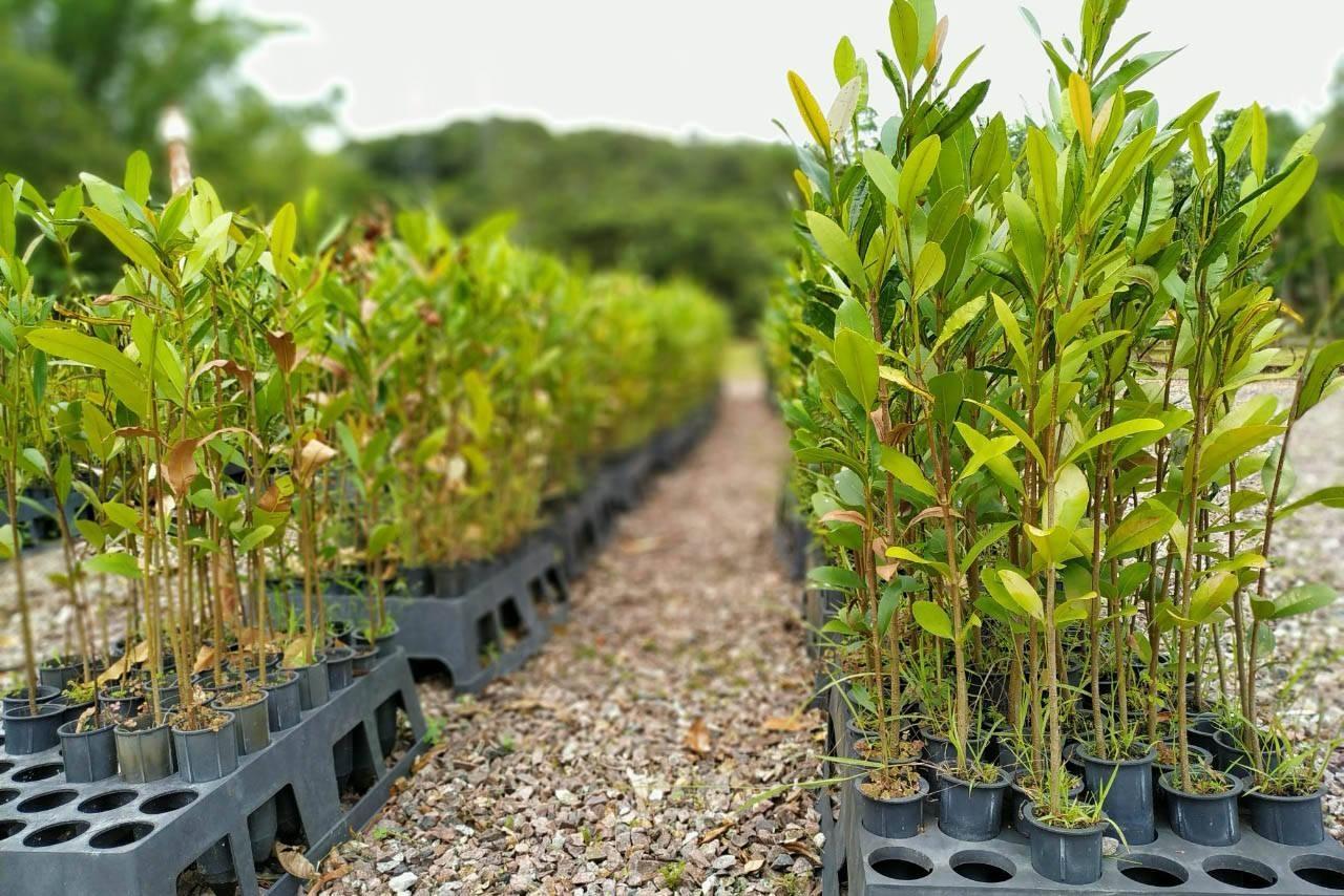 Tem início no município de Petrolândia mais uma campanha de mudas frutíferas