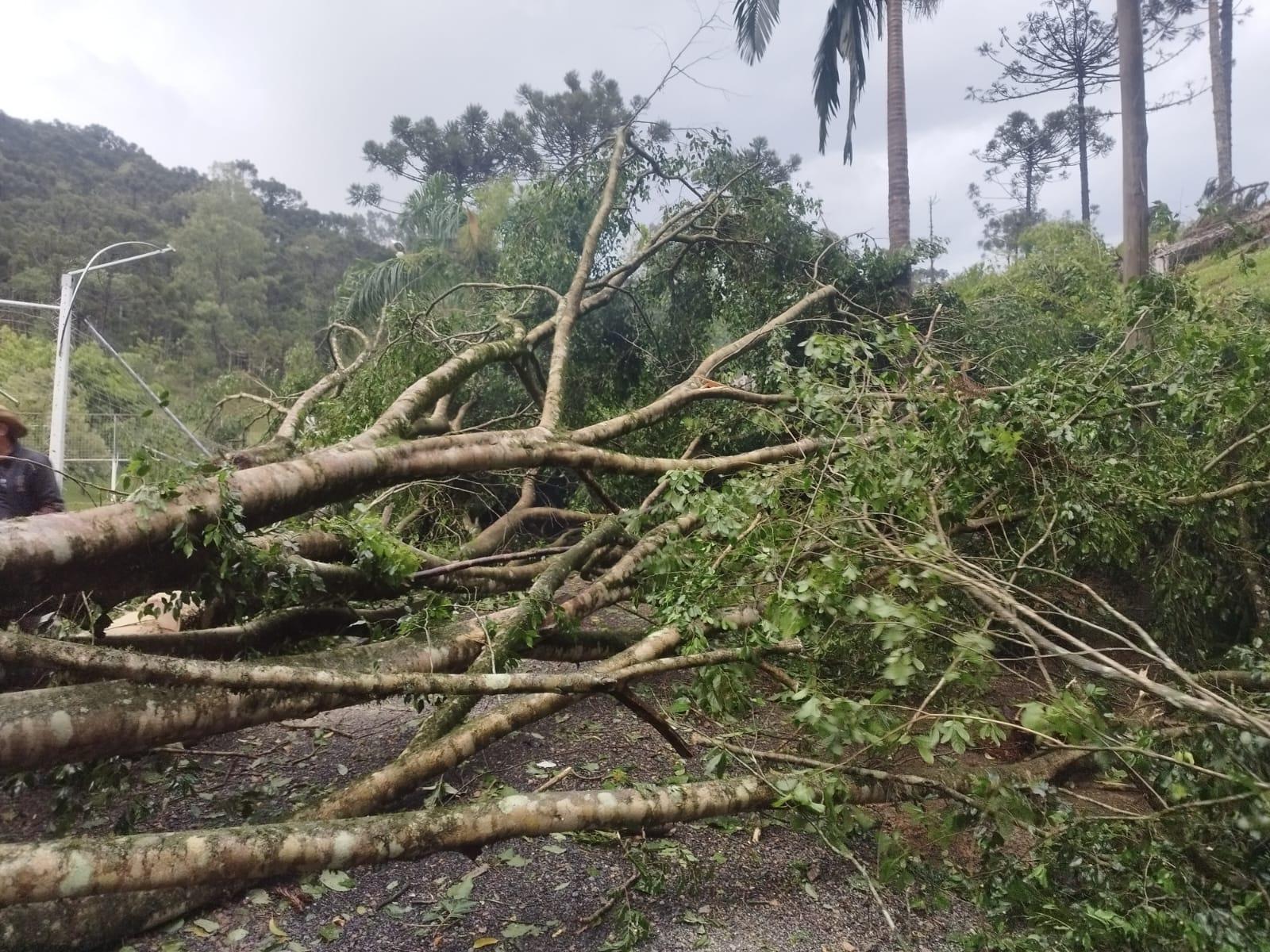 Temporal causa quedas de árvores e mobiliza bombeiros no Alto Vale