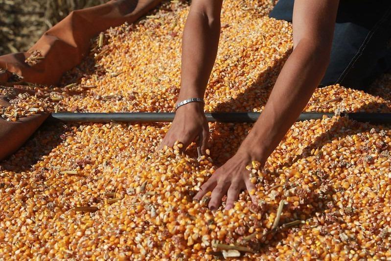 Terra Boa 2026 disponibiliza sementes e insumos estratégicos para 69 mil agricultores familiares em SC