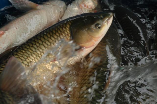 Tradicional feira do peixe acontece nesta semana em Aurora