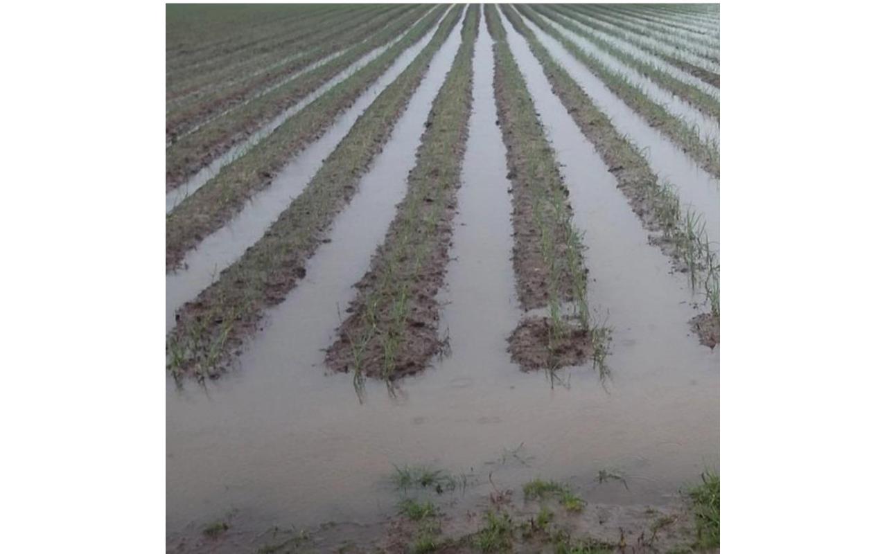 Três programas emergenciais auxiliam agricultores a minimizar os prejuízos causados pelas chuvas de outubro e novembro
