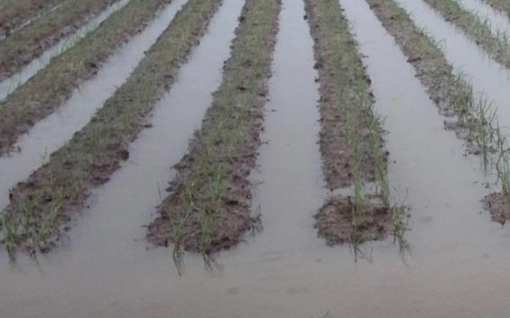 Três programas emergenciais auxiliam agricultores a minimizar os prejuízos causados pelas chuvas de outubro e novembro