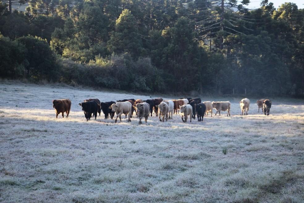 Últimos dias do outono registram frio e geada na Serra catarinense