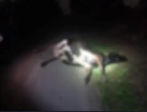 Vaca morre após ser atropelada por caminhão na BR-470 em Rio do Sul