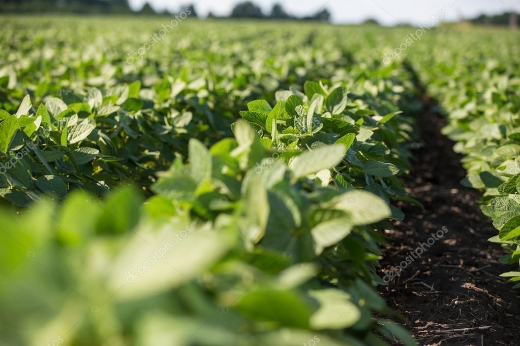Agricultores devem ficar atentos ao período do vazio sanitário da soja que inicia no dia 22 de junho e vai até 20 de setembro