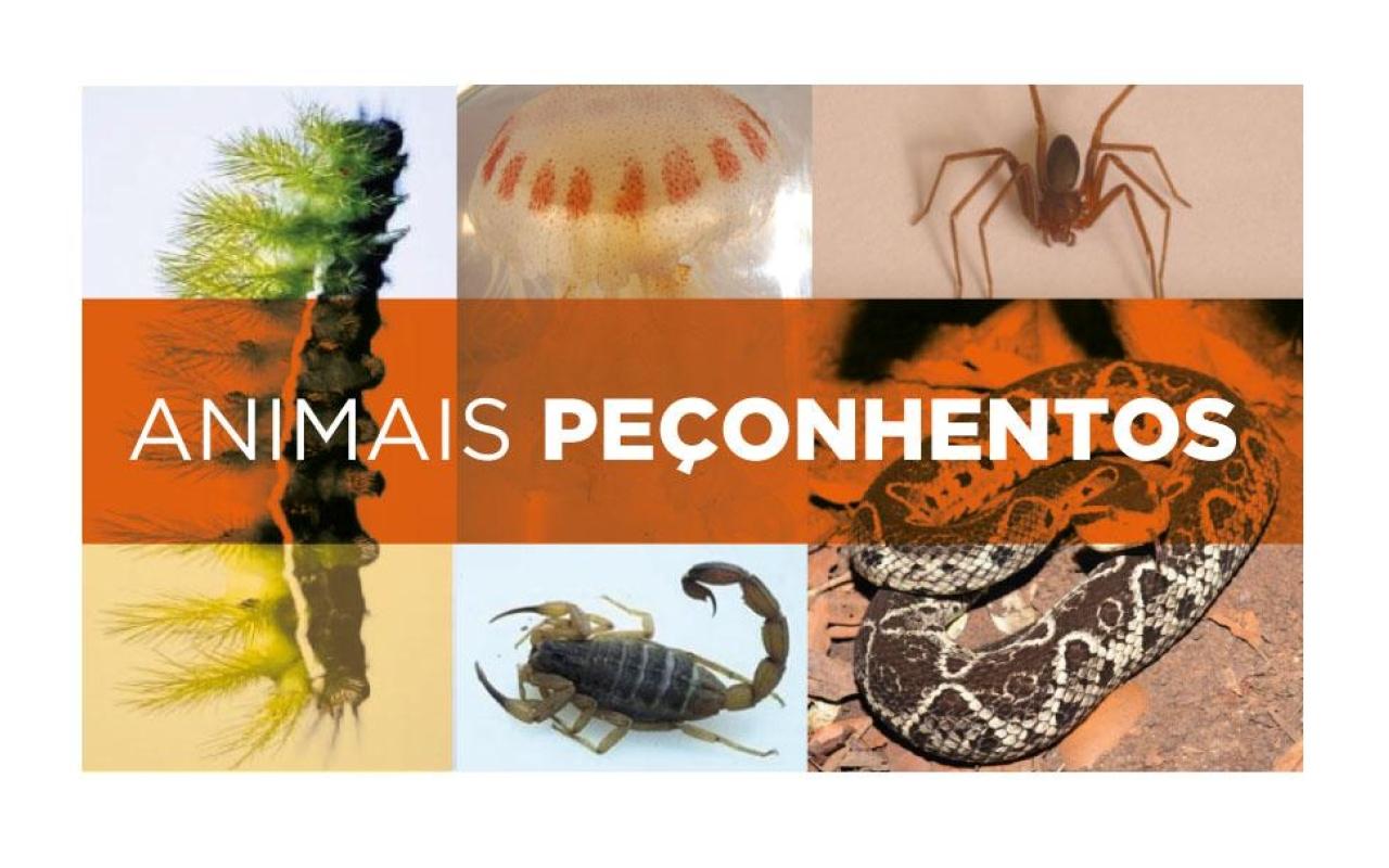 Verão aumenta acidentes com animais peçonhentos